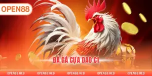 Đá Gà Cựa Dao C1 - Trận Đấu Gà Chọi Căng Thẳng, Hấp Dẫn