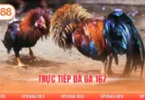 Trực Tiếp Đá Gà 167 Hình Ảnh Rõ Nét Cá Cược Thú Vị