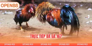 Trực Tiếp Đá Gà 167 Hình Ảnh Rõ Nét Cá Cược Thú Vị